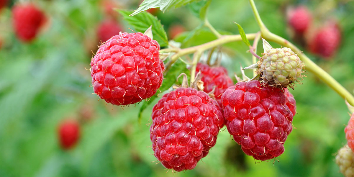 Immune support drink – RASPBERRY KETONES – AFRICAN MANGO COMBO -raspberry ketone
